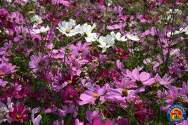 1000 Cosmos Flower Seeds Bipinnatus Sensation Mix Fresh Garden - $17.00