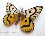 Real Sheep Moth Hemileuca Nuttalli Rare Framed Entomology Collectible Sh... - $64.99