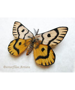 Real Sheep Moth Hemileuca Nuttalli Rare Framed Entomology Collectible Sh... - $64.99