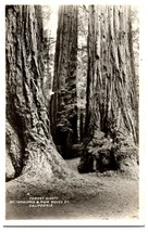 Forest Giants Mt. Tamalpais &amp; Muir Woods Monument California RPPC Postcard - £11.64 GBP