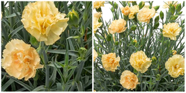 Hello Yellow Dianthus - Fragrant Perennial - 3&quot; Pot - £29.01 GBP