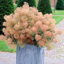 TKBONStore Young Lady Smoke Bush Cotinus Coggygria 19 Prestratified Seeds - $8.39