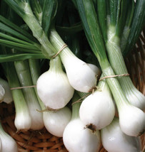 Seeds 250 Crystal White Wax Onion Seeds Grow Easy - $7.19