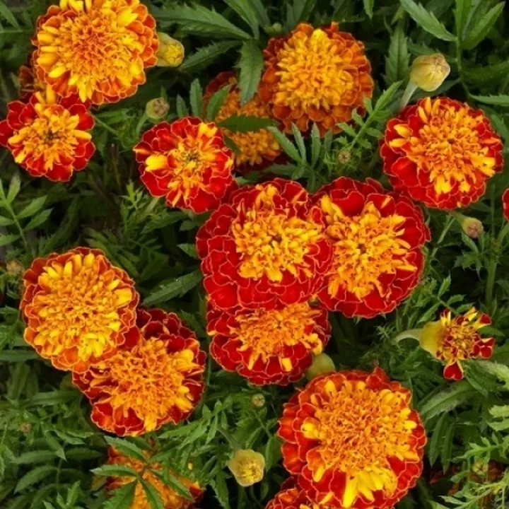 Dendi Store Marigold- Harmony - Tagetes Patula- 25 Seeds - £7.04 GBP