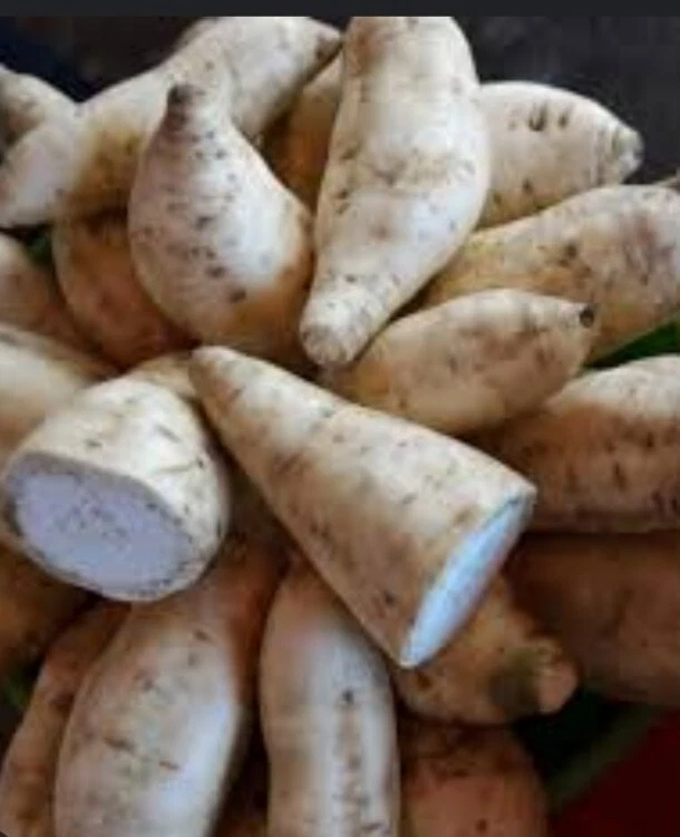 15 Sweet Potato Slips - Cuttings - white - organically grown USA Seller  - $42.99