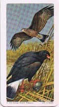 North American Wildlife In Danger Tea Card #24 Everglade Kite Snail Kite 1970 - £0.78 GBP