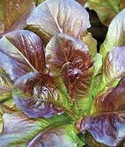 Red Romaine Lettuce Seed, Heirloom, Organic, Non GMO, 500 Seeds, Garden Seed - £6.83 GBP