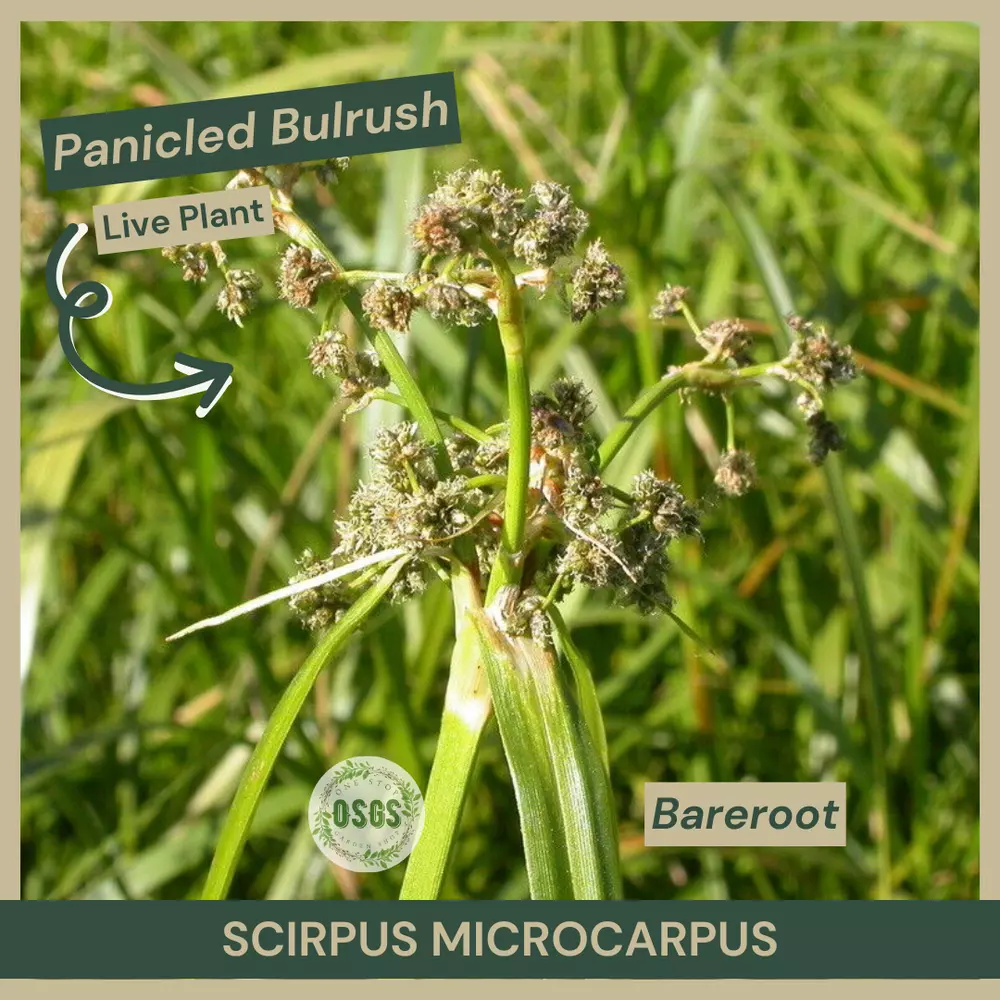 Bareroot Scirpus microcarpus Panicled Bulrush Plant Native - $18.06