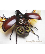 Fantastic Design Siamese Rhinoceros Unique Mechanical Real Beetle Framed... - $163.39 CAD