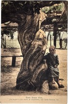 Giant Grape Vine, Carpenteria, California, vintage postcard, near Santa Barbara - £9.43 GBP