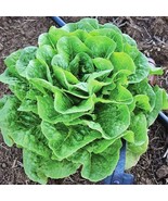 Winter Density Lettuce Vegetable Frost Resistant Fresh Gardening - $17.06