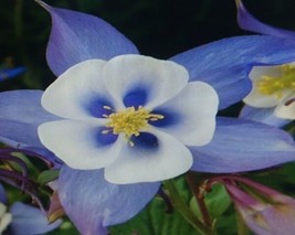 Columbine Blue Dream Flower Seeds Fresh - £6.41 GBP