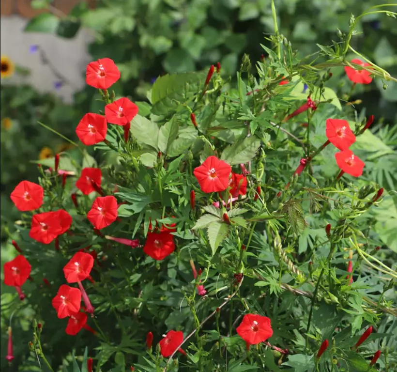 BStore 50 Cardinal Climber Morning Glory Red Blooms Pollinato Seeds Star... - $178.53 MXN