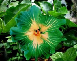 100 seeds Green Hibiscus Seeds - $18.20