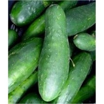 25 Cucumber Ashley Seeds Cucumis Sativus Pickling Slicing Salad Vegetables USA S - $5.38