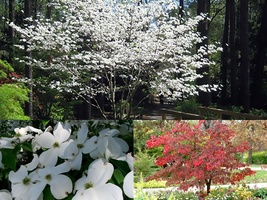 Variety Size Seeds White Flowering Dogwood Cornus florida Tree Seeds - £13.29 GBP+