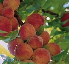 1 Elberta Grafted Peach Tree self pollinating 3+ ft tall bare-root - £23.12 GBP