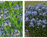 Amsonia &#39;Blue Ice - Starter Plant -- Approx 4-6 Inch - £27.47 GBP
