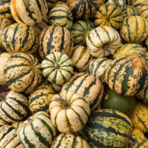 Garden Store 30 Seeds Sweet Dumpling Winter Squash Cucurbita Heirloom Non-Gmo - £7.45 GBP