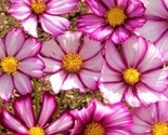 Beautiful Cosmos Picotee Seeds 80 Seeds Fast Shipping - $7.99