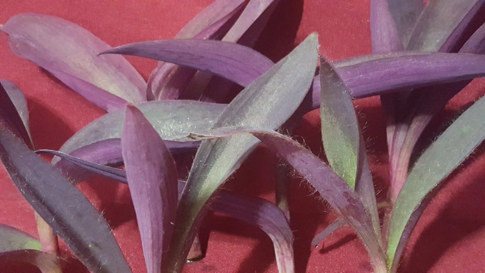 10 x live Purple Heart plant Cuttings 3 to 5 inch long - $25.65
