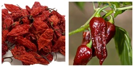20 Seeds Bhut jolokia Indian Dark Red Naga Jolokia Pepper Fresh Garden - £12.81 GBP