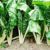 Simple Pack 20 seed Vegetable Swiss Chard Fordhook Giant Organic - £6.30 GBP