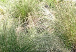 Nassella Tenuissima Mexican Feather Grass 20 Seeds USA Garden - £13.87 GBP