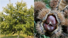 1 Plant in 1 Gallon Pot - Chinese Chestnut Tree - Live Heavy Established Rooted  - $88.99