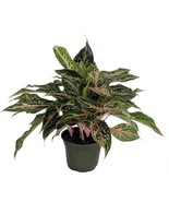 Sparkling Sarah Chinese Evergreen Plant Aglaonema Grows In Dim Light 6 i... - $63.96