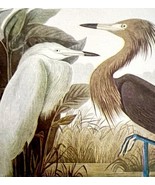 Reddish Egret Bird 1950 Lithograph Art Print Audubon Nature First Editio... - $29.99