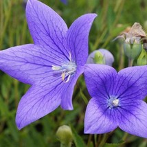 Fresh New Balloon Flower Seeds Platycodon Grandiflorus 40 Seeds USA Seller - $29.90