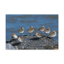 Sandpipers on a Rock Animal Wall Art Wildlife Canvas Prints Wall Art Ready to H - £55.85 GBP+