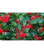 Dwarf Burford Holly 4&quot;pot - $7.52 CAD