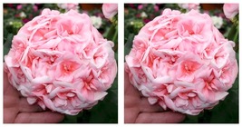 Geranium &#39;Allure Pink Picotee&#39; Flower Seeds Huge Hydrangea-like Clusters - £15.89 GBP