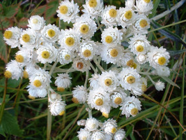 100 Pearly Everlasting Anaphalis Margaritacea Fragrant Butterfly Flower ... - £5.00 GBP