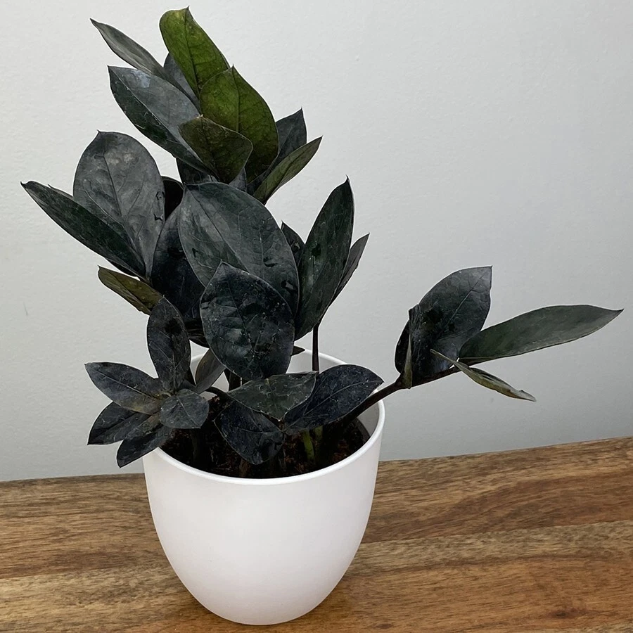 15+ Seeds ZZ Plant Black Queen  house plant  garden flowers - $11.39