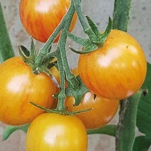 Sunrise Bumble Bee Tomato Seeds Organic Fresh Garden - £5.22 GBP