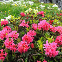 OKB 35 Alpine Rose Rhododendron Seeds - Rhododendron Ferrugineum - Beautiful Shr - £10.06 GBP