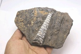 Devonian Orthoceras Fossil Plate – Authentic Morocco Fossil Fossils From... - $526.50 MXN