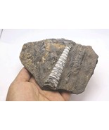 Devonian Orthoceras Fossil Plate – Authentic Morocco Fossil Fossils From... - €24,85 EUR