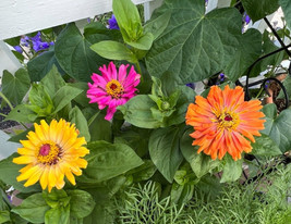 LWSTORE 50 Giant Cactus Flower Zinnia Mix Seeds Non Gmo USPS Shipping - £6.32 GBP