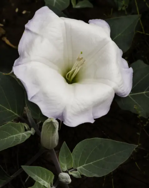 Fresh Angels Trumpet White Datura Metel Belle Blanche 15 Organic Seeds 8&quot; Blooms - £8.65 GBP