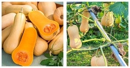 200 Seeds Butterbush Squash Seeds Home and Gardening - £32.88 GBP