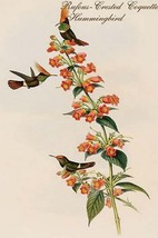 Rufous-Crested Coquette Hummingbird by John Gould - Art Print - £17.29 GBP+