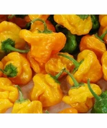 KS Yellow Scotch Bonnet Pepper Organic Non Gmo Planting 30 Seeds  - €8,55 EUR