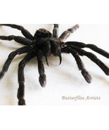 Rare Giant Bird Eating Spider Pamphobeteus Antinous Goliath Tarantula En... - €114,63 EUR