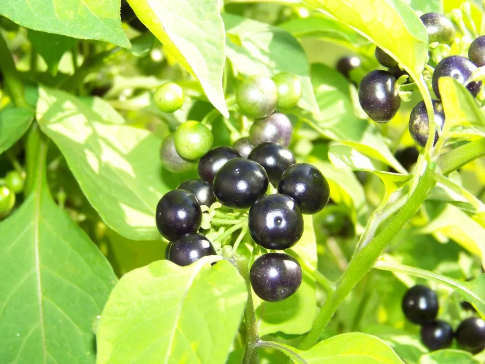 Huckleberry, Garden Huckle Berry, 45 Seeds - £7.47 GBP