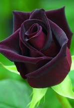 VP Dark Purple Rose Flower Bush Perennial Shrub Garden Exotic Garden 10 Seeds - £6.12 GBP