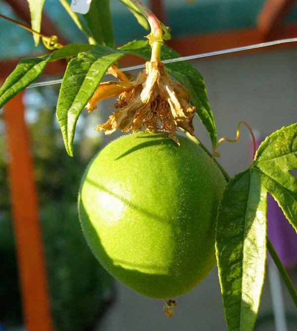 10 Maypop Purple Passion seeds - $12.98